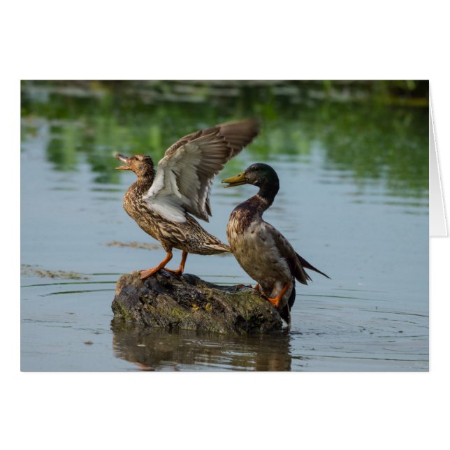 Ursäkta mig OBS kort (Framsidan Horizontal)