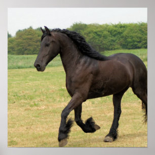 Ursnygg Friesianhäst Poster