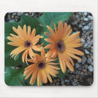 Ursnygg Gerber daisy Mousepad Musmatta