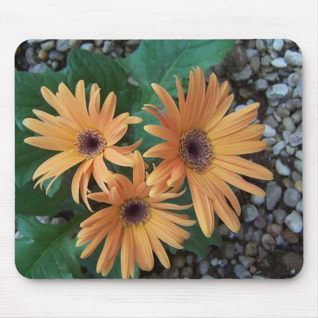 Ursnygg Gerber daisy Mousepad Musmatta (Framsidan)