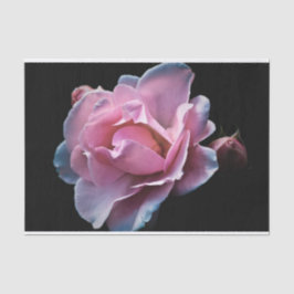 Ursnygg rosa ros på svart