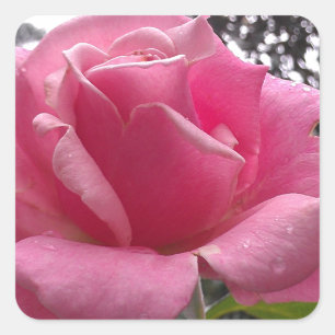 Ursnygg rosa rosblomma i blom! fyrkantigt klistermärke