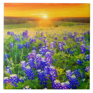 ursnygga Texas bluebonnets Kakelplatta