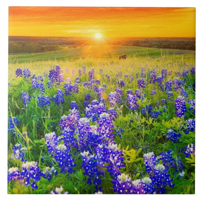 ursnygga Texas bluebonnets Kakelplatta (Framsidan)