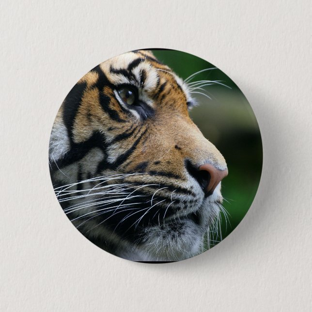 Ursnyggt Bengal tigeransikte Knapp (Framsida)