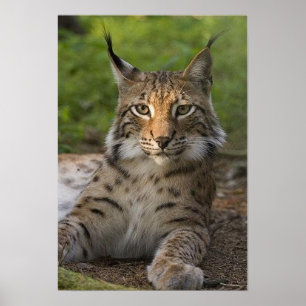 ursnyggt vila för lodjur poster