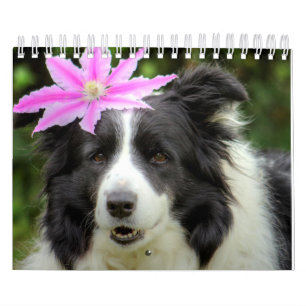 Ursprunglig unik Gräns-kollie-Hund Kalender