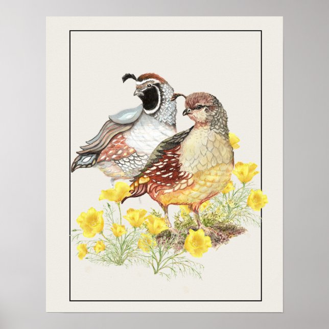 Ursprunglig vattenfärg Kalifornien Quail Male & Fe Poster (Framsidan)