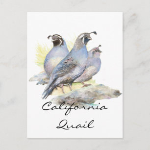Ursprunglig Watercolor California Quail. Fågel Vykort