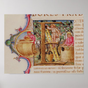 Ursprungligt "E" med historik som skildrar druvplo Poster