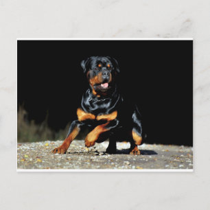 Ursprungligt Rottweiler-vykort Vykort