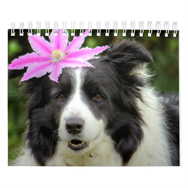 Ursprungligt unikt Gräns Collie Hund Kalender (Omslag)