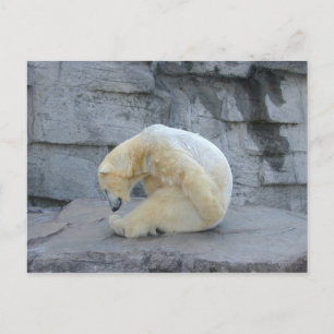 Ursus maritimus vykort
