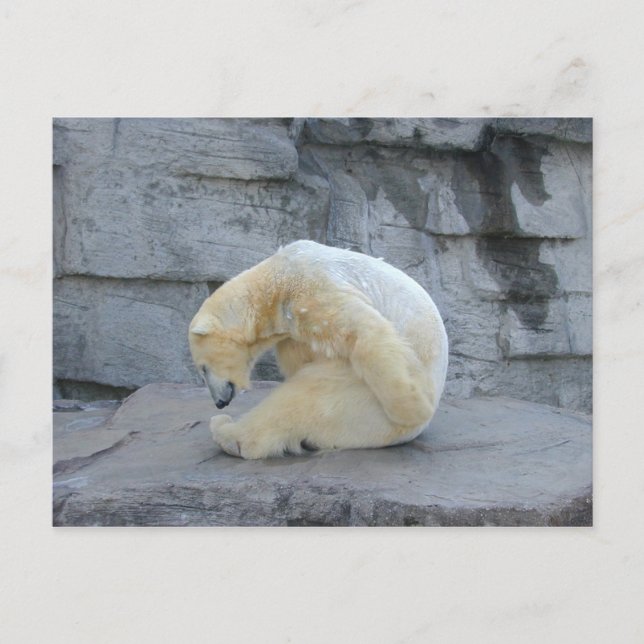 Ursus maritimus vykort (Framsida)