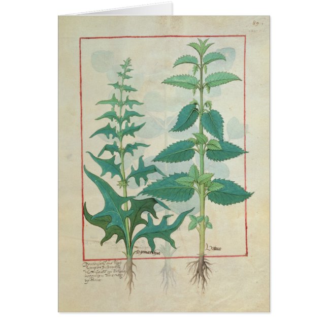 Urticaceae Hälsningskort (Framsidan)