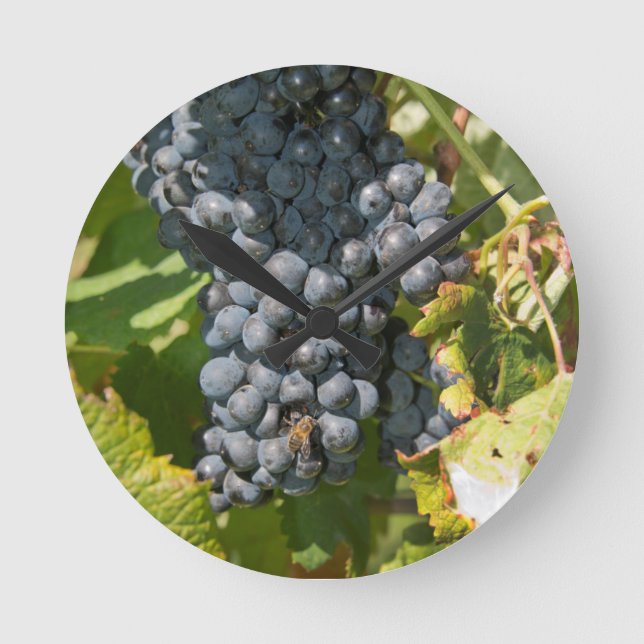 Uruguay, Montevideo, Colon Area. Bodegas Rund Klocka (Framsida)