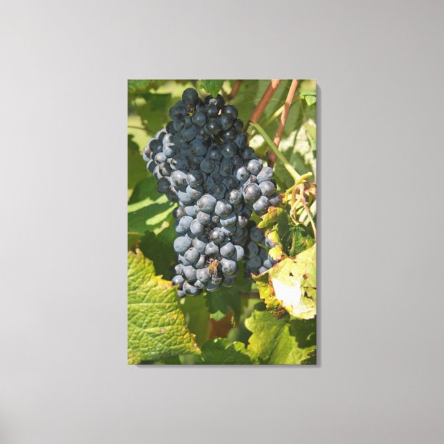 Uruguay, Montevideo, Colon-området. Bodegas Canvastryck (Framsida)