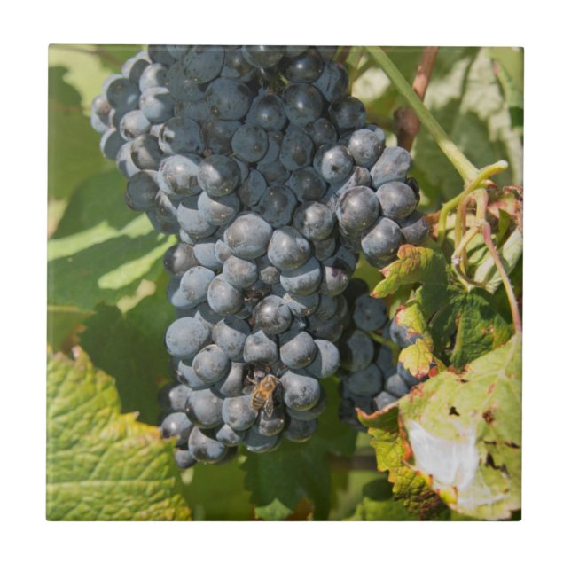 Uruguay, Montevideo, Colon-området. Bodegas Kakelplatta (Framsidan)
