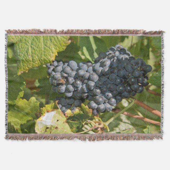 Uruguay, Montevideo, Colon-området. Bodegas Mysfilt (Framsidan)