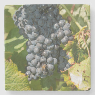 Uruguay, Montevideo, Colon-området. Bodegas Underlägg Sten