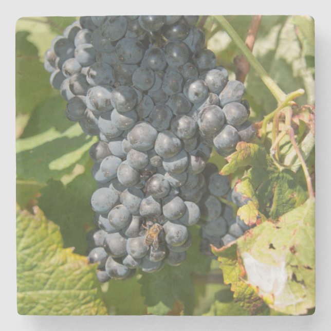 Uruguay, Montevideo, Colon-området. Bodegas Underlägg Sten (Framsidan)