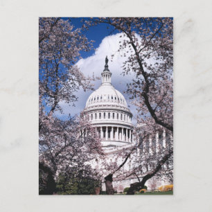 US Huvudstad med körsbärsblommar, Washington DC Vykort