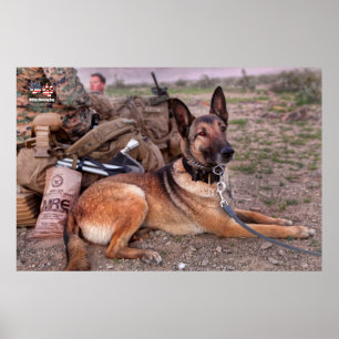 US MILITÄRA ARBETSTAGARE HUND POSTER