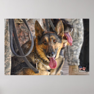 US MILITÄRA ARBETSTAGARE HUND POSTER