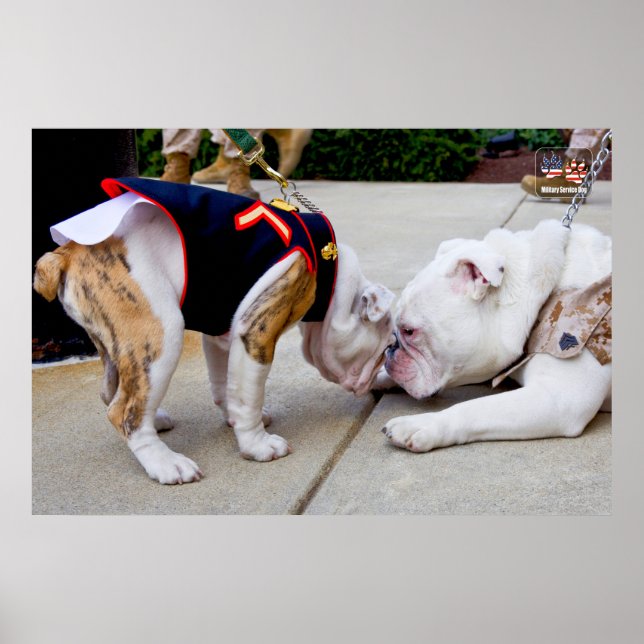 US MILITÄRTJÄNST-HUND POSTER (Framsidan)