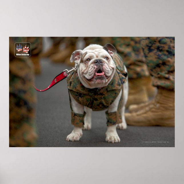 US MILITÄRTJÄNST-HUND POSTER (Framsidan)