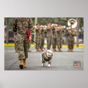US MILITÄRTJÄNST-HUND POSTER
