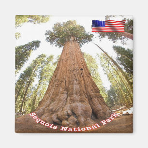US U.S.A. Nationalparken Sequoia - General Sherman Magnet