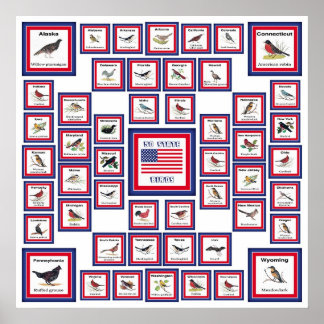 USA 50 STATE BIRDS WHITE/553 POSTER