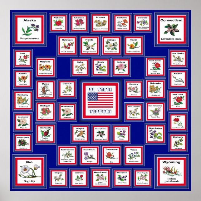 USA 50 STATSFLÖDEN BLUE/558 POSTER (Framsidan)