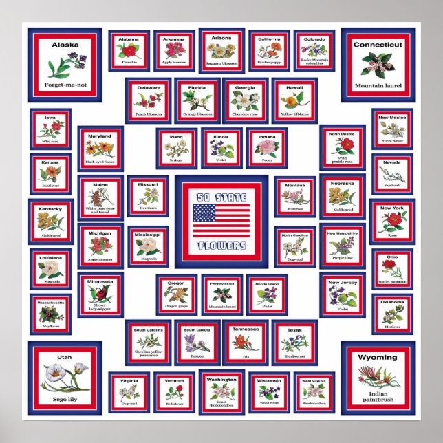 USA 50 STATSFLÖDEN WHITE/559 POSTER (Framsidan)