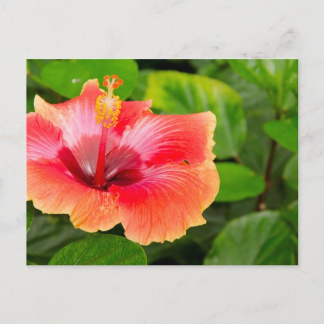 USA, Alabama, Theodore Near Mobile 4 Vykort (Framsida)