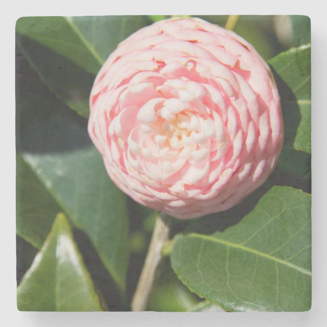 USA, Alabama, Theodore Near Mobile Stenunderlägg (Framsidan)