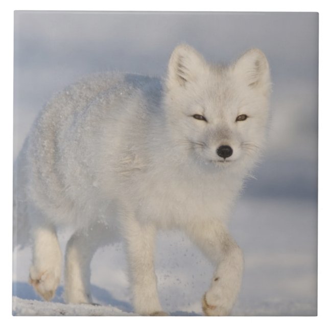 USA, Alaska, 1002 ANWR:s kustområde. A3 Kakelplatta (Framsidan)