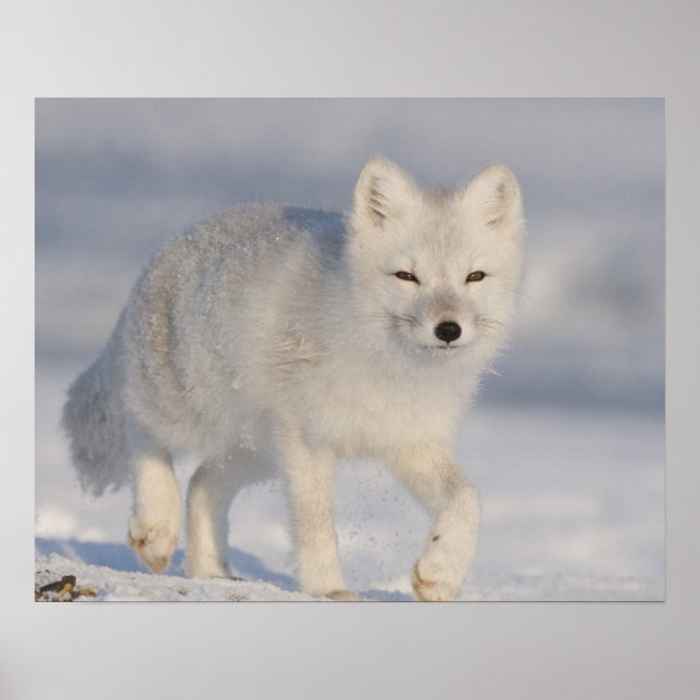 USA, Alaska, 1002 ANWR:s kustområde. A3 Poster (Framsidan)