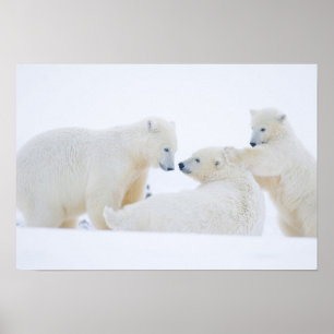 USA, Alaska, 1002 Arktiska kustslätten Poster