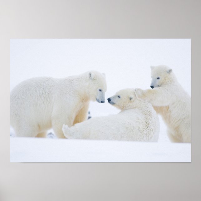 USA, Alaska, 1002 Arktiska kustslätten Poster (Framsidan)