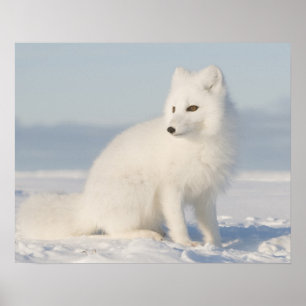 USA Alaska, 1002 kust- slätt av arktisken 5 Poster