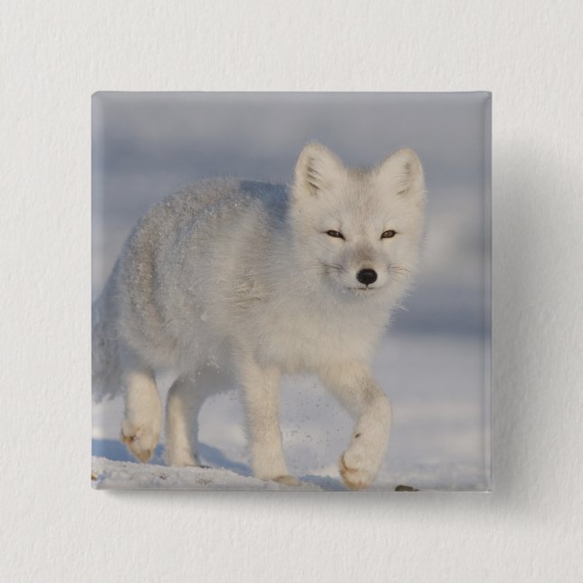 USA, Alaska, 1002 Kustslätten i ANWR. En 3 Knapp (Framsida)