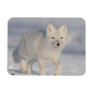 USA, Alaska, 1002 Kustslätten i ANWR. En 3 Magnet