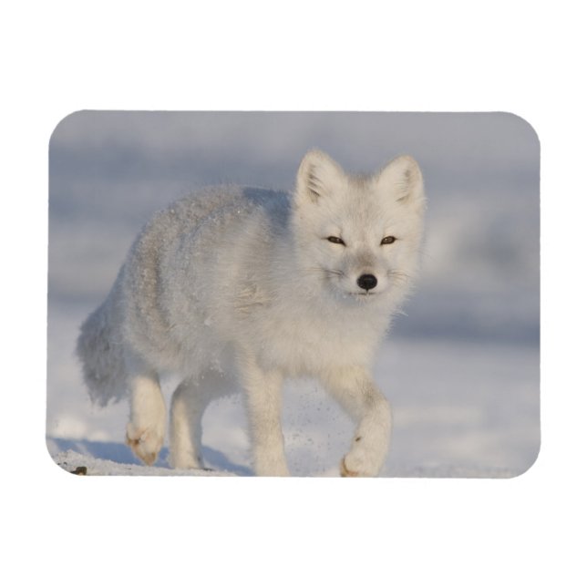 USA, Alaska, 1002 Kustslätten i ANWR. En 3 Magnet (Horisontell)