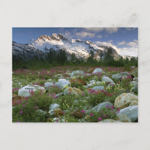 USA, Alaska, Alsek-Tatshenshini Wilderness. Visa Vykort