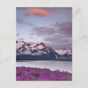 USA, Alaska, Alsekflodens dal. Utsikt över Alsek Vykort