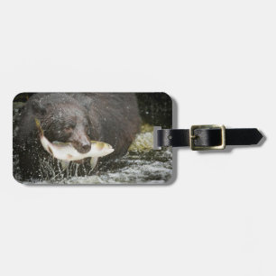 USA, Alaska, Anan Creek. Närbild på svartbjörn Bagagebricka