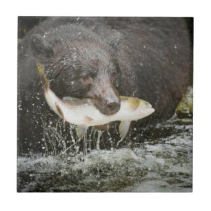 USA, Alaska, Anan Creek. Närbild på svartbjörn Kakelplatta