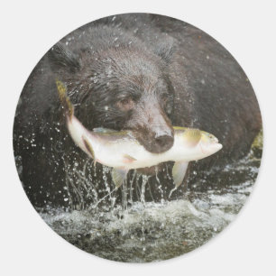 USA, Alaska, Anan Creek. Närbild på svartbjörn Runt Klistermärke